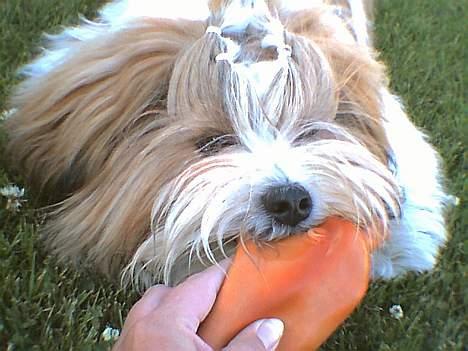 Lhasa apso Khantöma-Ri Fujiyama  billede 9