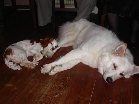 Cavalier king charles spaniel Misser - Det er godt nok hårdt at være på besøg hos Gaia...... billede 10