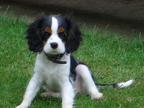 Cavalier king charles spaniel Nanna billede 1