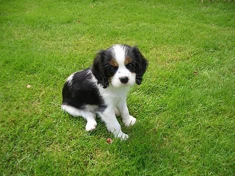 Cavalier king charles spaniel Nanna billede 2