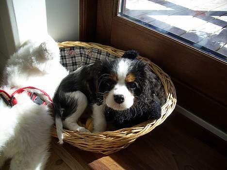 Cavalier king charles spaniel Nanna billede 3