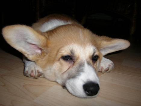 Welsh corgi pembroke Dicte - dicte billede 1