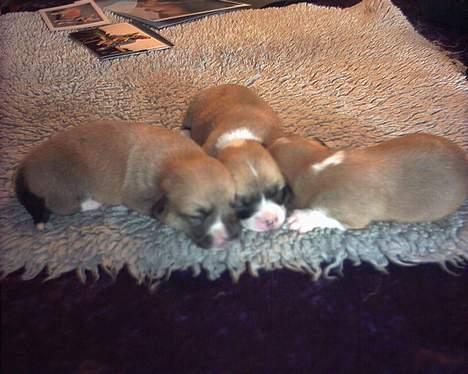 Welsh corgi pembroke Dicte - det er Dicte i midten med den store plet..<3 <3 (1 1/2 uge gemmel) billede 2