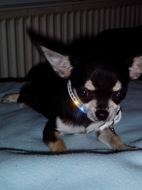 Chihuahua mingus - mingus og hans skinnende diamant halsbånd (babybilleder) billede 1