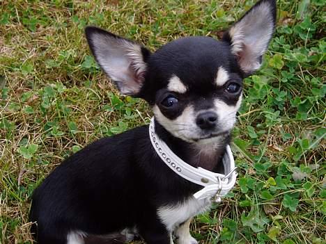 Chihuahua mingus - er jeg ikke fin... (babybilleder) billede 2