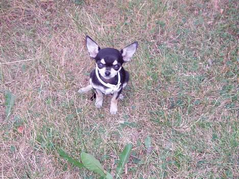 Chihuahua mingus - se mig li *smiler* puha tiden flyver det halsbånd har du ikke kune passe i laaaang tid elskede mingus billede 3