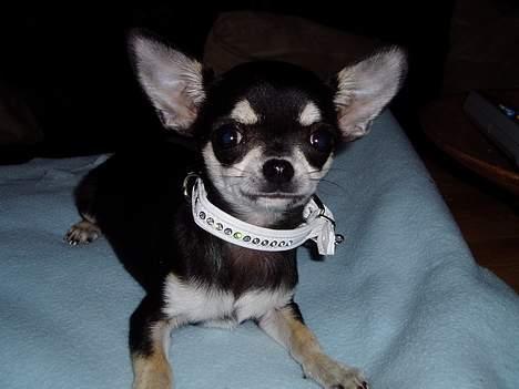 Chihuahua mingus - million $ dog (ja det er du altså stadig mors guldklump) billede 4