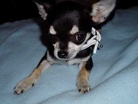 Chihuahua mingus - million $$ babydog billede 5