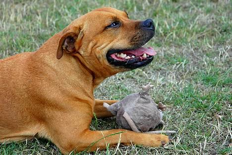 Staffordshire bull terrier "Honey" R.I.P - Honey og ROTTEN -nyt billede 11