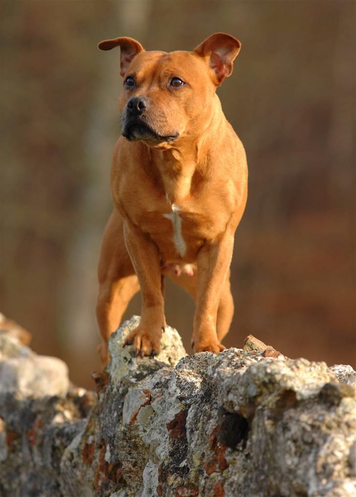 Staffordshire bull terrier "Honey" R.I.P - *NYT* Februar 2008 billede 13