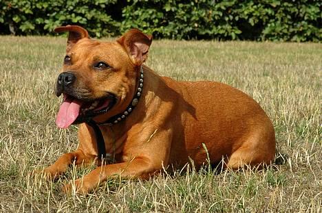 Staffordshire bull terrier "Honey" R.I.P - nyt billede 14