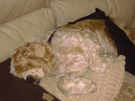 Amerikansk cocker spaniel Galaksi Rocket Man - uha det godt med lidt puder så man kan ligge lidt blødt... billede 14