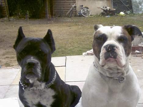 Amerikansk bulldog Tyson "Tiger".  CC  OMBRA billede 16