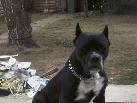 Amerikansk bulldog Tyson "Tiger".  CC  OMBRA billede 17