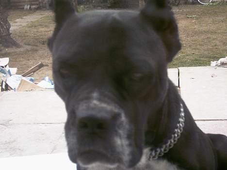 Amerikansk bulldog Tyson "Tiger".  CC  OMBRA billede 18