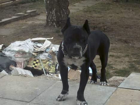 Amerikansk bulldog Tyson "Tiger".  CC  OMBRA billede 19