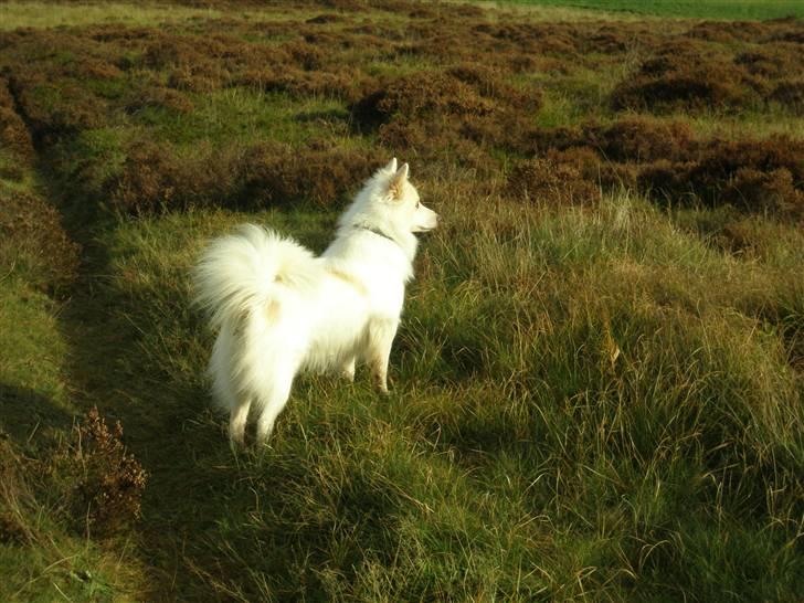 Blanding af racer Bailey - Smukke Bailey står her på heden ved Flyndersø... billede 1