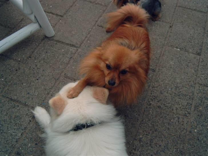 Blanding af racer Bailey - Altså Filur fatter ikke at jeg bare SOMMETIDER vil slappe af UDEN leg. billede 3