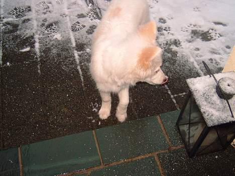 Blanding af racer Bailey - Hmm underligt hvidt noget...men sjov at lege ude i!!! billede 4