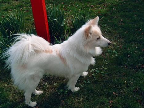 Blanding af racer Bailey - Er jeg ikke bare smuk.. ? jeg syntes det selv.. billede 5