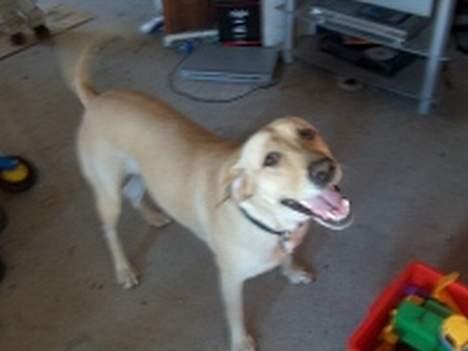 Labrador retriever Daisy - altså mor, er du snart færdig??? billede 1