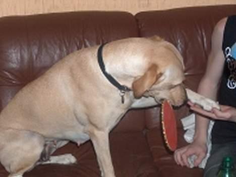 Labrador retriever Daisy - kom så med den det er min tur til at spille med battet billede 2