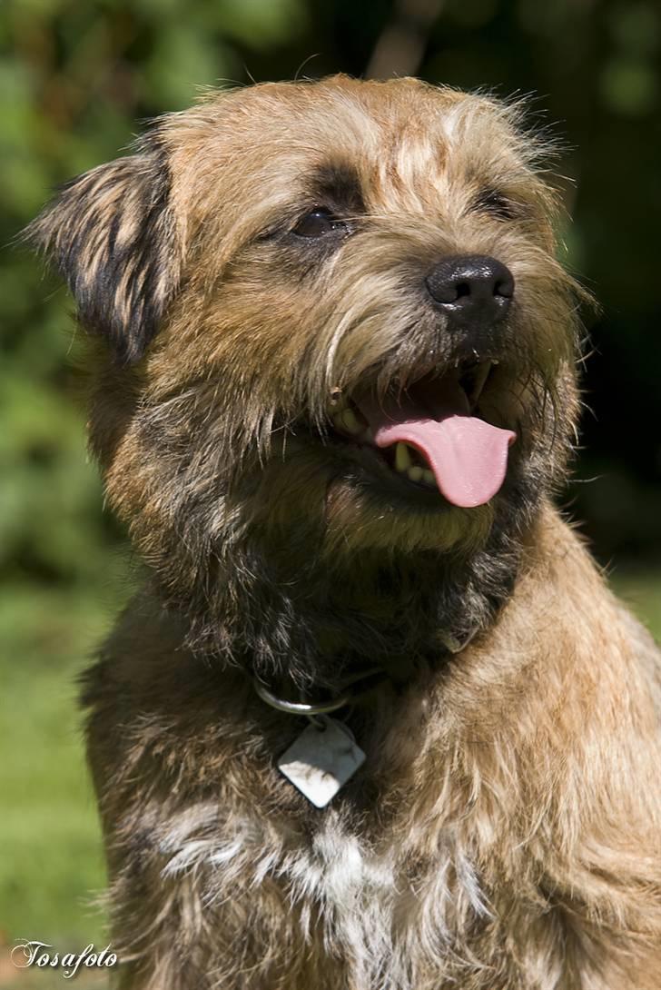 Border terrier Vaks .  - Vaks - Hey alle sammen ! billede 1