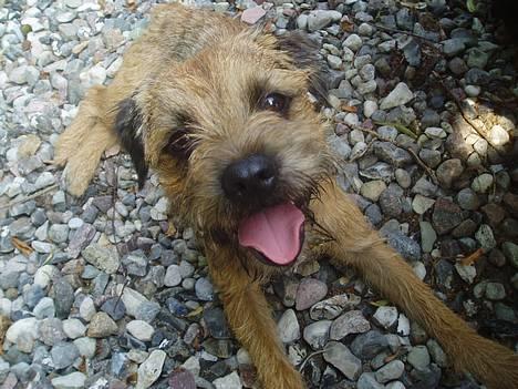 Border terrier Vaks .  - Søde Vaks <3 billede 2