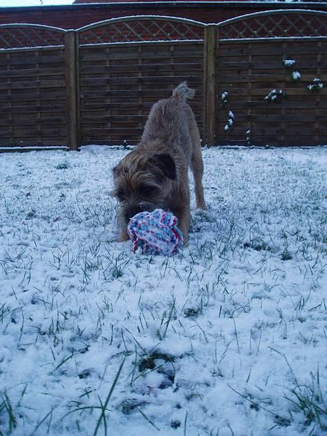 Border terrier Vaks .  - Sne Volle - grr billede 3