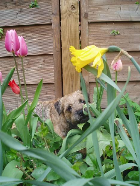 Border terrier Vaks .  - Grr - rauv vov  billede 4
