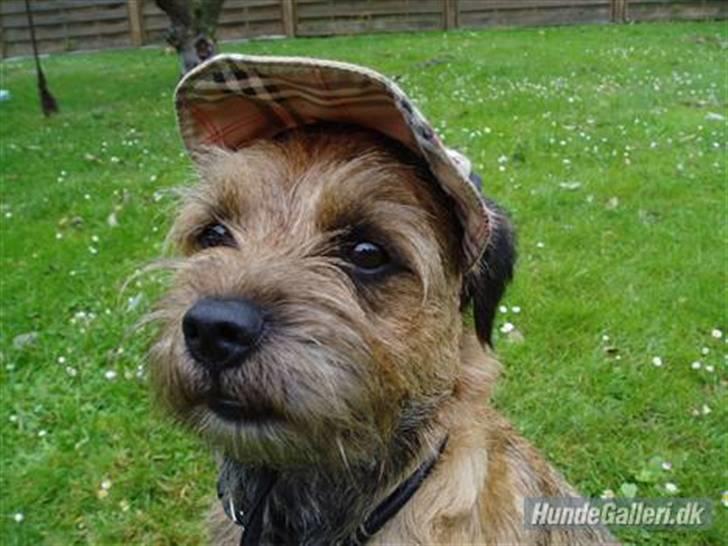 Border terrier Vaks .  billede 5