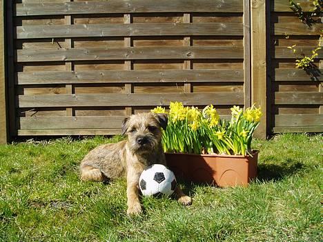 Border terrier Vaks .  - Ihh , Forår er bare dejlig . ! billede 6