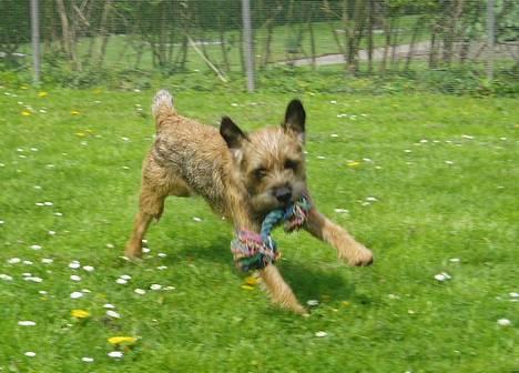 Border terrier Vaks .  - Wee , luft til ørene ! billede 7