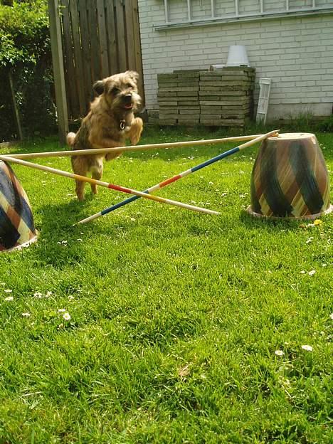 Border terrier Vaks .  - Spriing !  billede 8