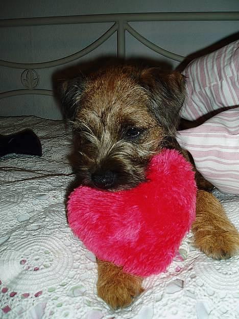 Border terrier Vaks .  - Der er plads til alle i mit hjerte <3 billede 9