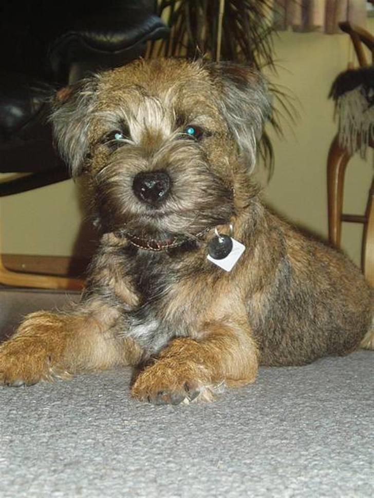 Border terrier Vaks .  - Jeg lister mig lige ind på Vaks og tager et billede ! billede 10