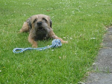 Border terrier Vaks .  - Vov vov .  billede 11