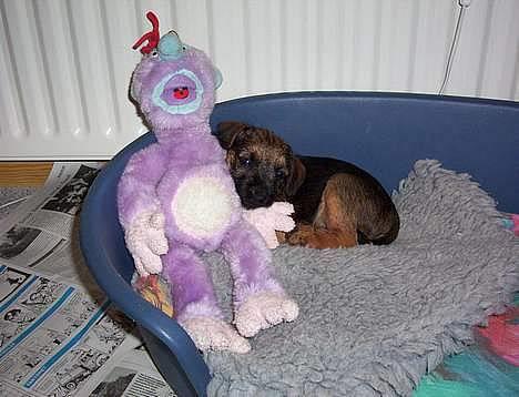 Border terrier Vaks .  - Vaks som lille Baby , med hans Harry bamse billede 12