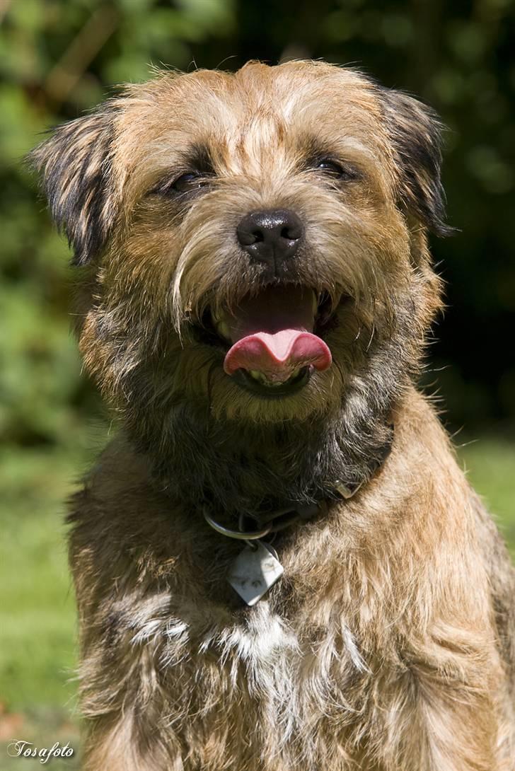 Border terrier Vaks .  billede 13