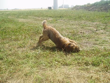 Border terrier Vaks .  - Uhh , det var en dejlog svømmetur - nu skal jeg bare tøres..  billede 14
