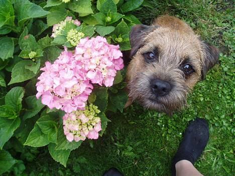 Border terrier Vaks .  - Vaks . Jeg er et med naturen! (Hvis jeg står helt stille kan det være hun ikk kan finde ud af hvad der er blomst og hvad der er mig :) billede 15