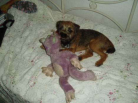 Border terrier Vaks .  - Her er lille vaks ved at ødelægge sin Harry bamse .  billede 16