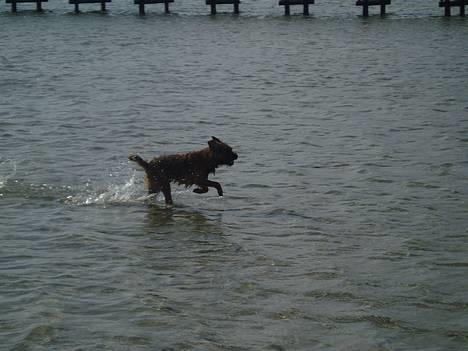 Border terrier Vaks .  - Frie hunde !!  billede 17