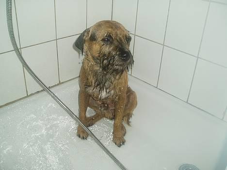 Border terrier Vaks .  - Vaks i bad - det er så dejligt, men vådt .  billede 18