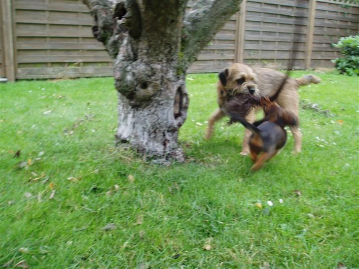 Border terrier Vaks .  - Siger du noget ?  billede 19