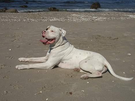 Blanding af racer Tyson.   R.I.P billede 1