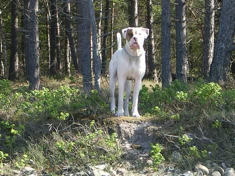 Blanding af racer Tyson.   R.I.P billede 2