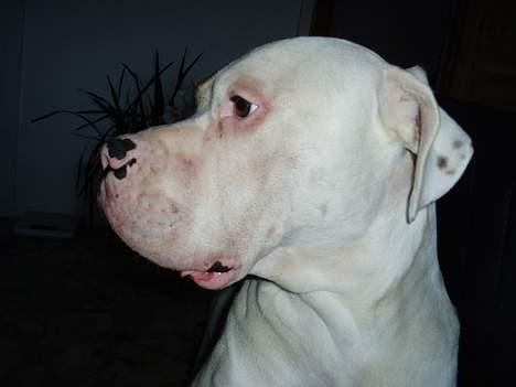 Blanding af racer Tyson.   R.I.P billede 3