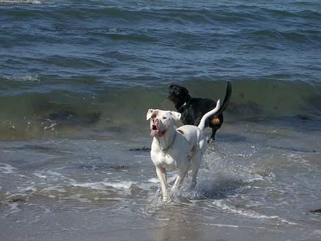 Blanding af racer Tyson.   R.I.P billede 4