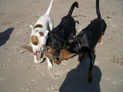 Blanding af racer Tyson.   R.I.P billede 5